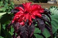 Amaranthus tricolorÃ¯Â¼ËJoseph`s coatÃ¯Â¼â° Royalty Free Stock Photo